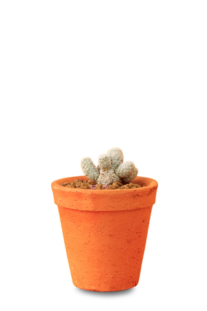 Cactus plant on white background, Isolated.の写真素材