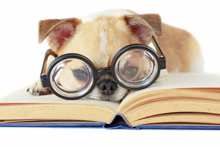 Chihuahua dog wear nerd glasses for read book.