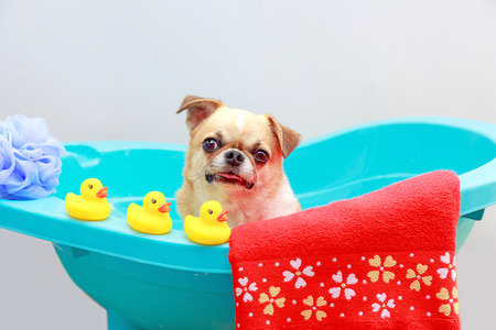 Chihuahua dog taking a shower with duck toys and red towel in blue bucket.の写真素材