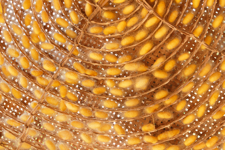 Thai yellow silk cocoon background.の写真素材