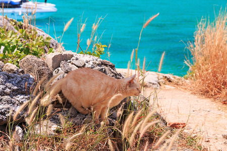 Yellow cat at viewpoint in Racha island, Phuket, Thailand.の写真素材