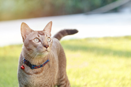 Cat standing on green grass and looking something.の写真素材