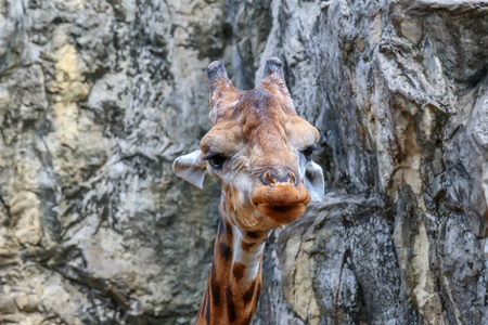 Head of funny giraffe on stone background.の写真素材