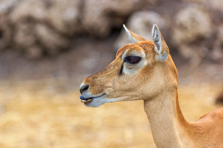 Funny female deer in the forest.の写真素材