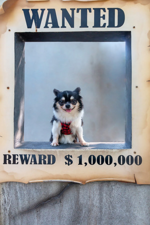 Shot of wanted chihuahua dog.の写真素材
