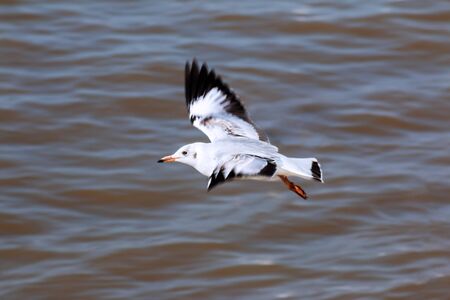 Motion blur of white seagull fly on the ocean.