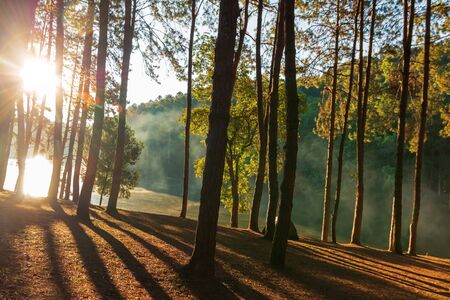 Green forest near the lake with sunrise in MaeHongSon Thailand.の写真素材