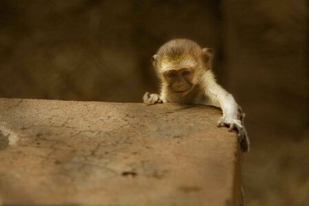 Monkey Never Gives Upの写真素材