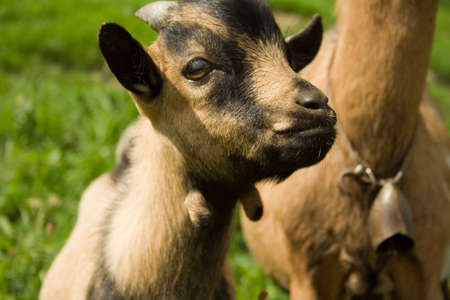 Baby Goat