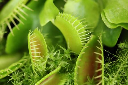 Carnivorous plants Venus flytrap Dionaea muscipula green macro