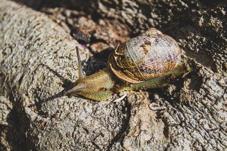 Macro photo of a garden snail looking at its shade under a bright sun light know as Helix pomatia also Roman snail Burgundy snail. The tree's texture shows how small it is.の写真素材