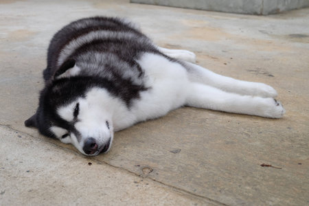 Siberian Sleepの写真素材