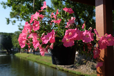 Pink Flowersの写真素材