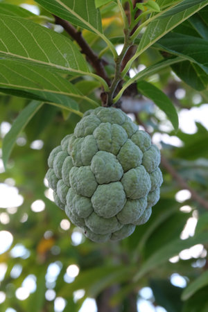Custard apple thai