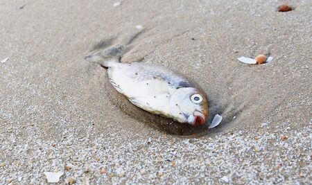 Fish dead in the beachの写真素材