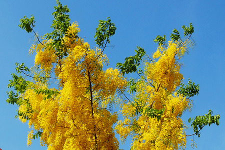 Cassia fistula flowerの写真素材