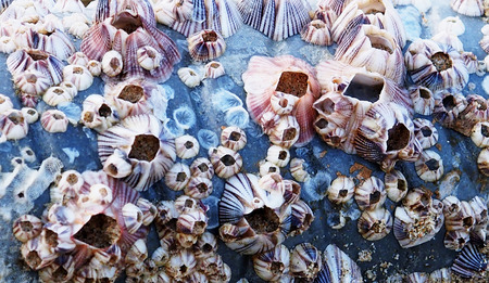 Barnacle