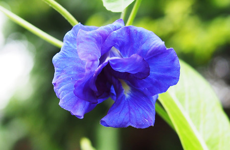 Clitoria ternateaの写真素材