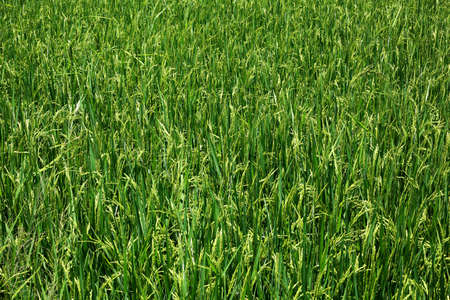 Rice fields textureの写真素材
