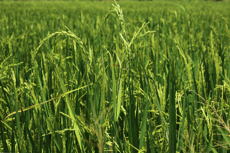 Rice spike in rice field at Thailandの写真素材