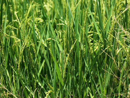 Rice in rice field in Thailandの写真素材