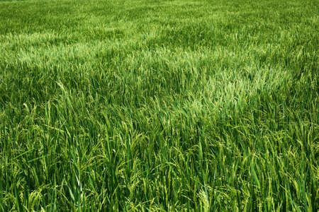 The beautiful landscape of rice fields in Thailand.の写真素材