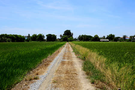 prairie and Rice fieldの写真素材