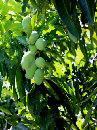 Green Mango On Thee Of Thailandの写真素材