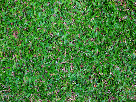 Natural background  green grass textureの写真素材