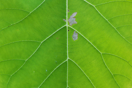 Green leaves backgroundの写真素材