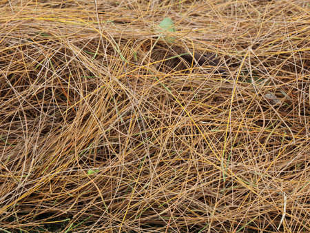 Pine are fall on the gardenの写真素材