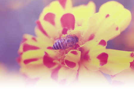 abstract flower background and bee. flowers made with color filtersの写真素材