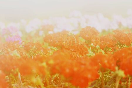 flower background. beautiful flowers made with color filters