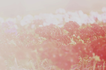 flower background. beautiful flowers made with color filtersの写真素材