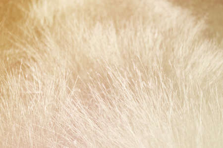 grass background. beautiful grass made with color filtersの写真素材