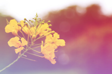 Flower backgroundの写真素材