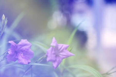 flower background. beautiful flowersの写真素材