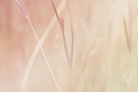 nature with vintage filter effectの写真素材