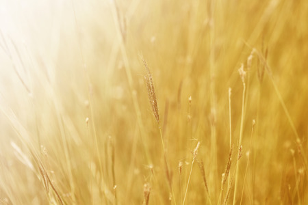 plant on background of orange sunset in summer field