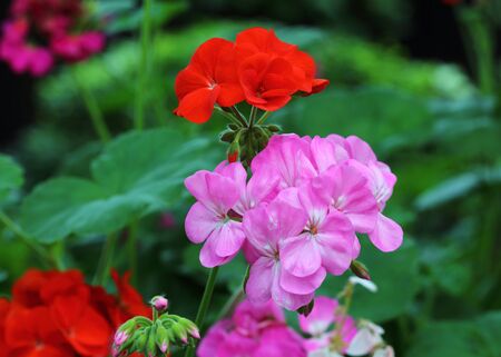 beautiful red flowers, beautiful pink flowersの写真素材
