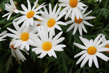close up of daisy flowersの写真素材