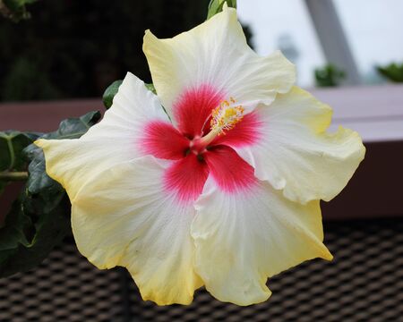 Close up of beautiful yellow Hibiscusの写真素材