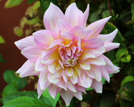 close up of beautiful pink flower in the gardenの写真素材