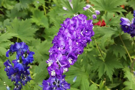beautiful purple flowerの写真素材