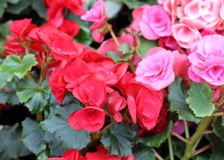 close up of beautiful red flower and pink flowerの写真素材
