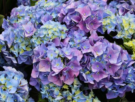 beautiful blue flower backgroundの写真素材