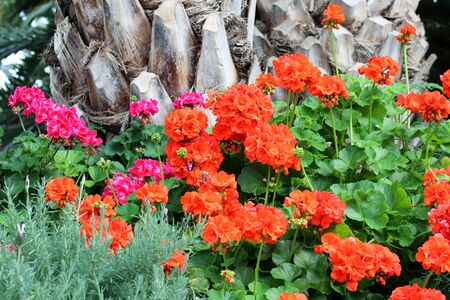 beautiful orange flower, beautiful pink flowerの写真素材