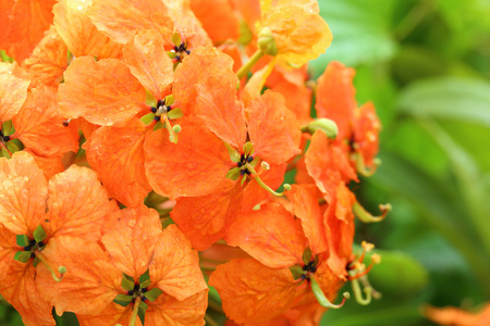 close up of orange flower with rain dropsの写真素材