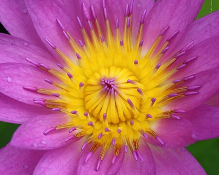 Close up of water lilyの写真素材
