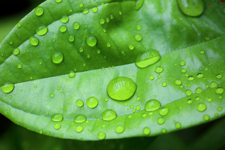 close up of Dew drops on  in rain dayの写真素材